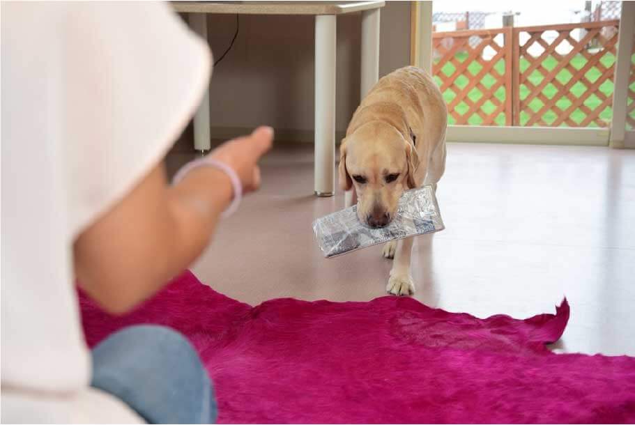 介助犬訓練事業コンサルティング